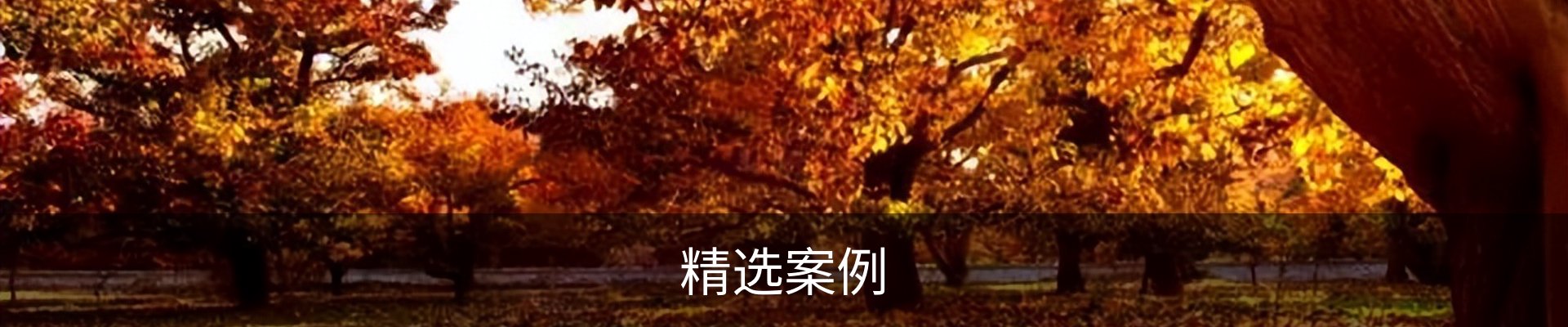 精选案例
